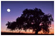 oak tree and moon
